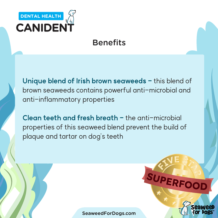 Canident | Clean Dogs Teeth, Fix Bad Breath and Remove Plaque